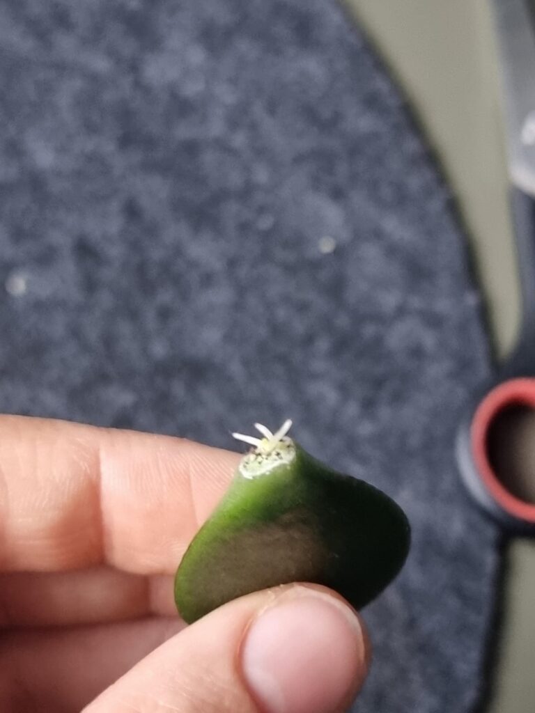 Roots without doing anything