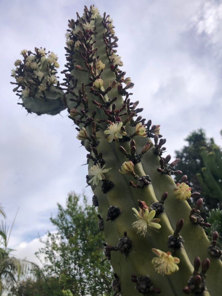 Casa de limon #8: Grandiareolatus (in super bloom)