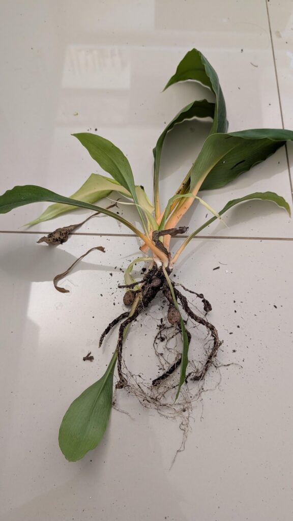 Help with plant identification and propogation Help with plant identification and propogation
