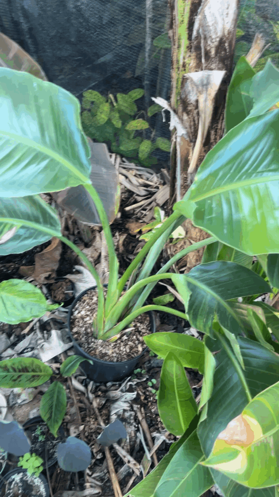 Home Depot find y’all think it’s gonna keep the verigation?