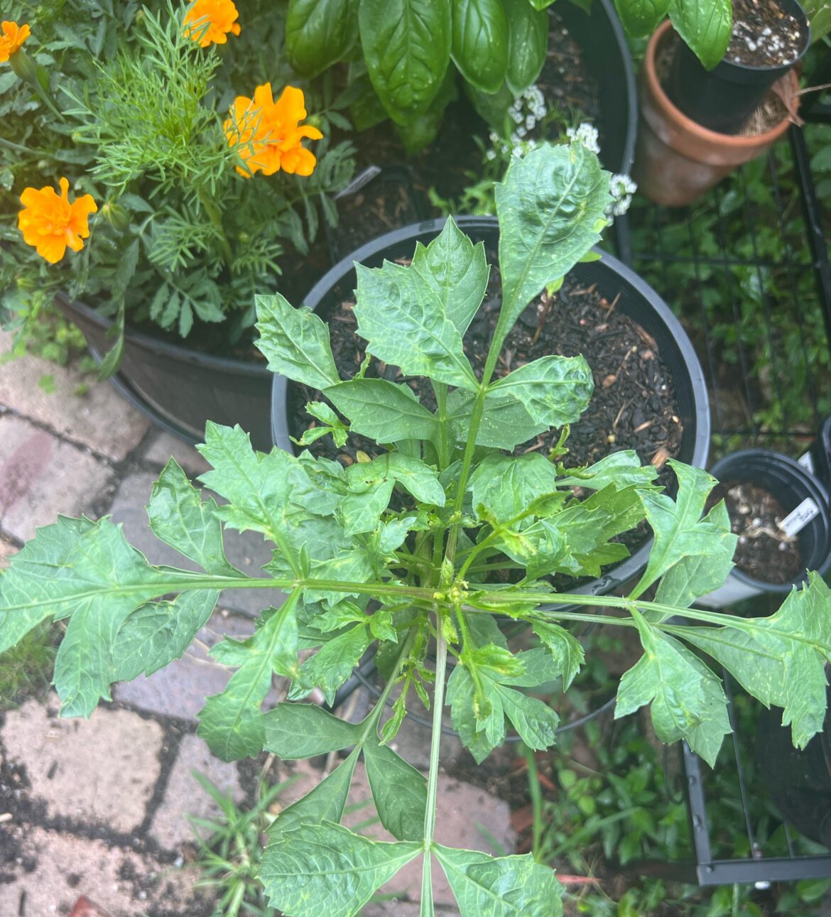 Is this guy worth keeping? Sydney, Australia dahlia season.