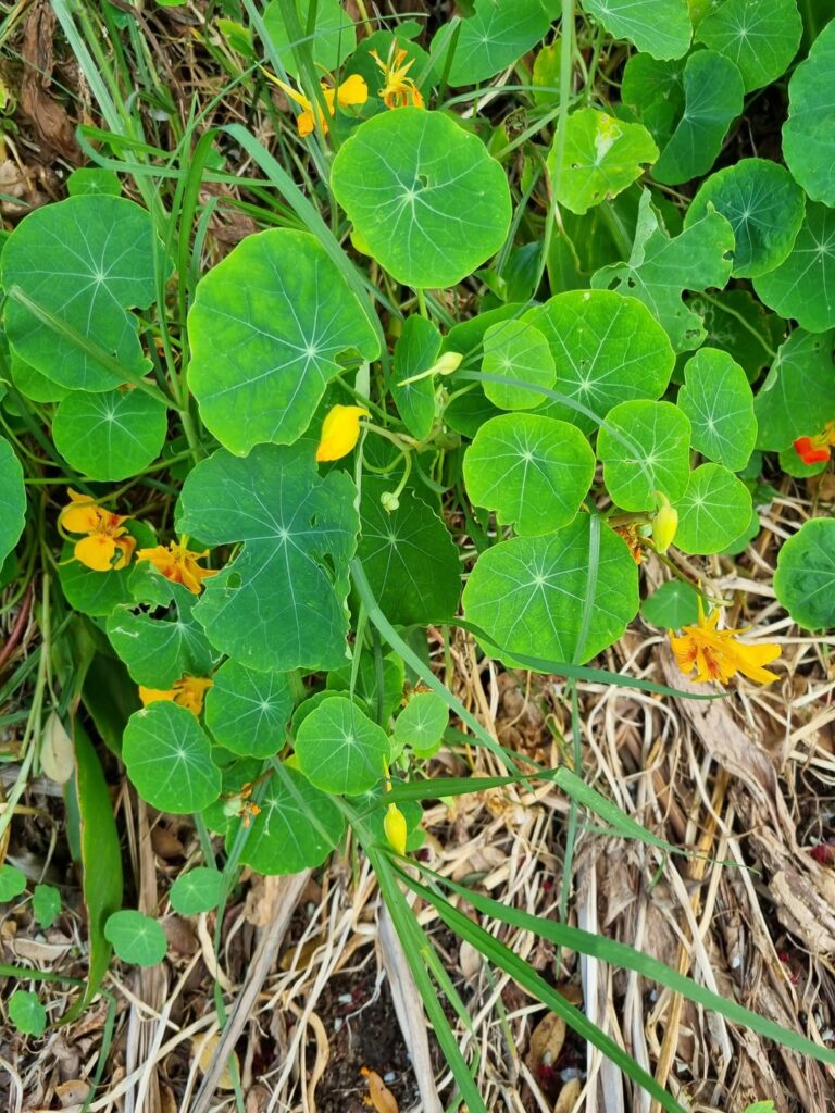 Name of this plant?