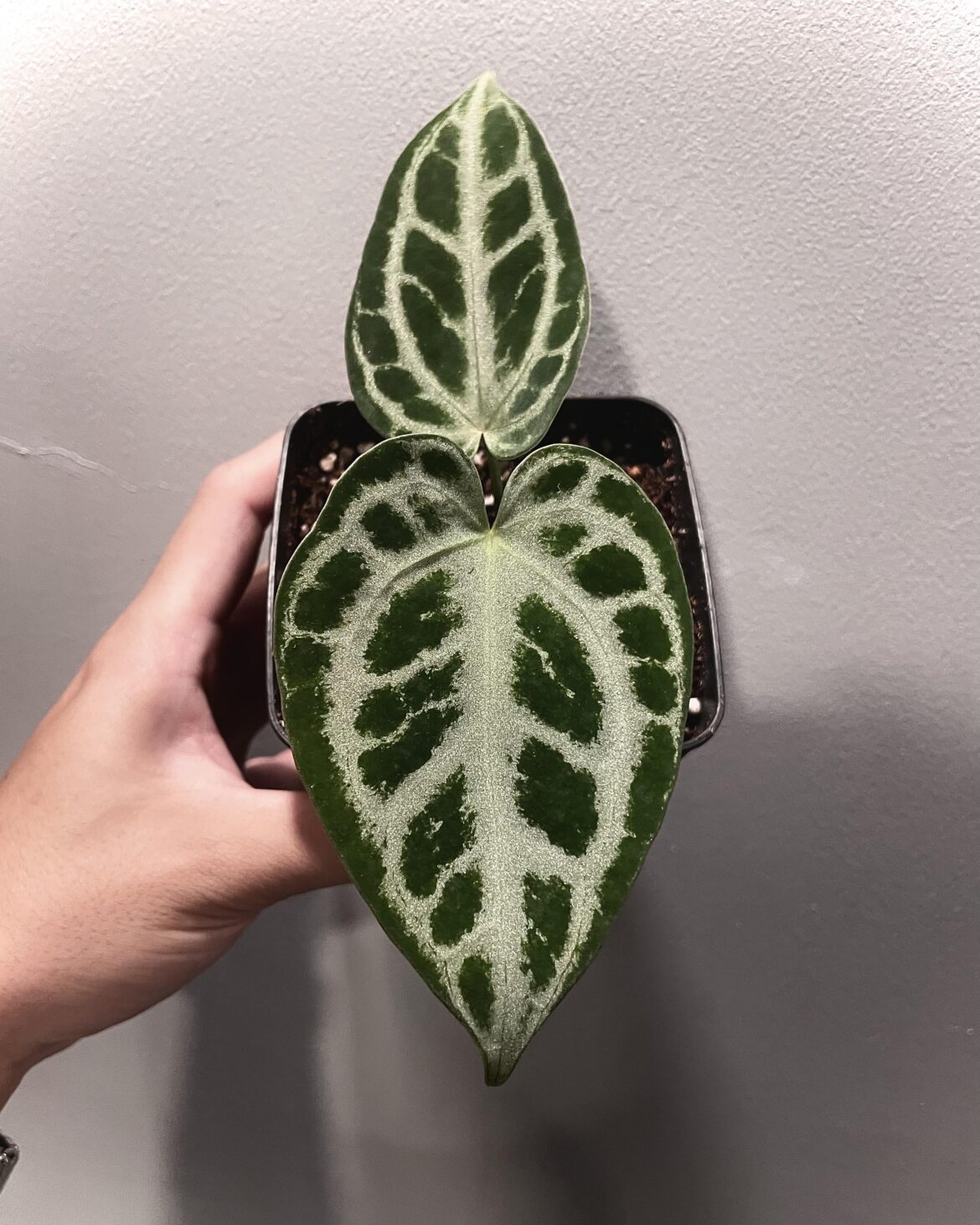I just got this baby, so excited! Anthurium Crystallinum x Silver Chrome