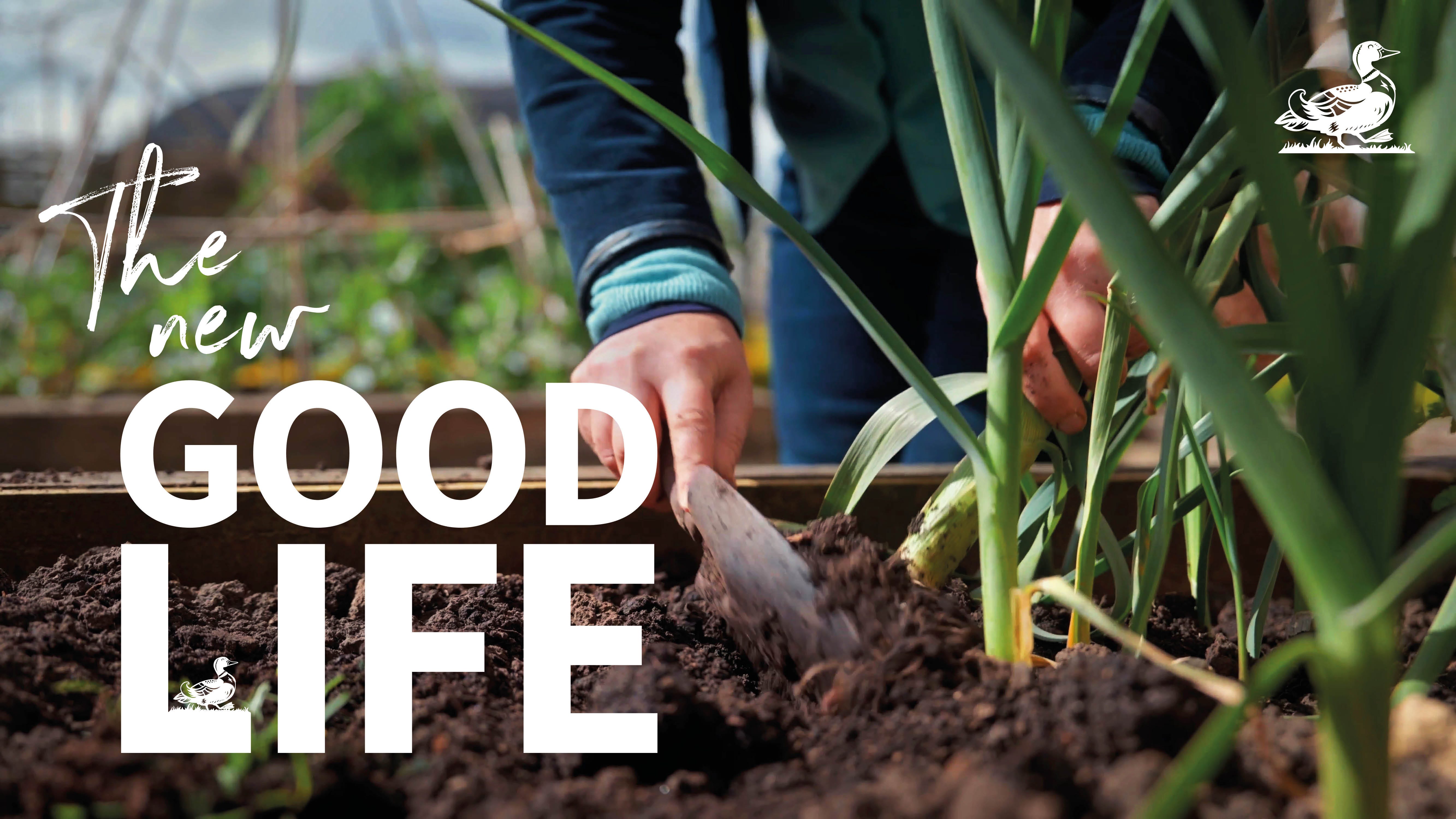 snowdrop flowers blooming in winter