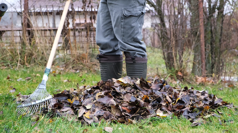 Gardener raking dead leaves in garden during winter