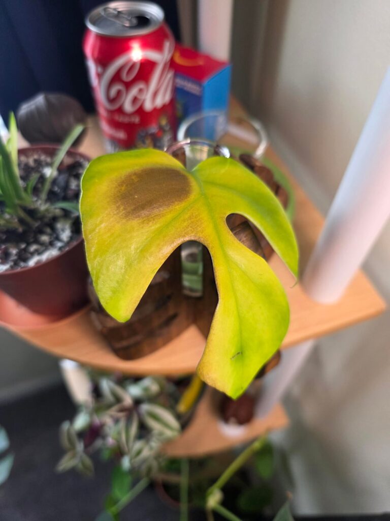 Should I give up on this prop