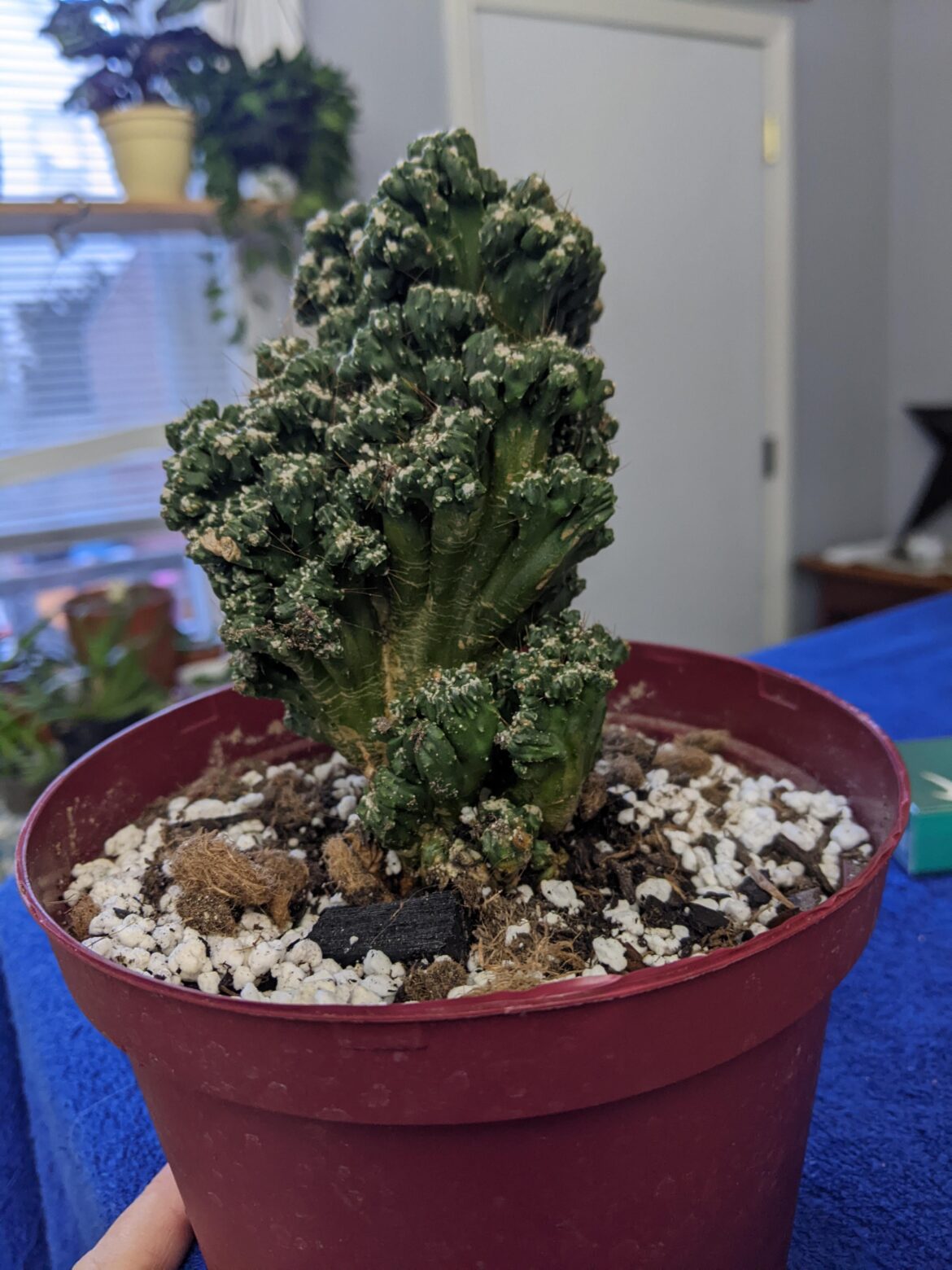 Is this a live plant?
