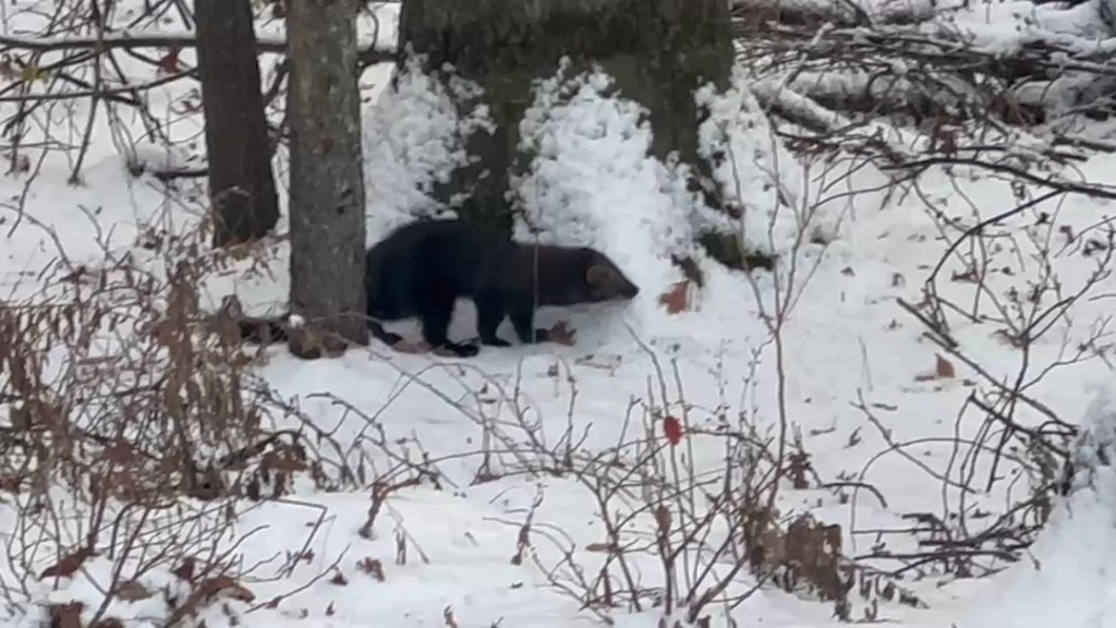 Spotted it in my backyard! I suspect it's Mink.