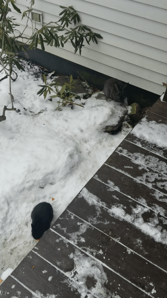 It's sometimes difficult to tell the difference between individual members of the bunny swarm.