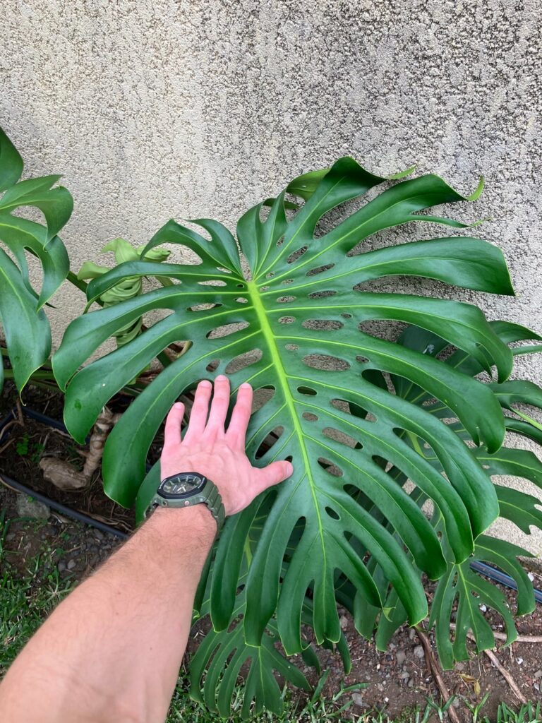 New leaf for the New Year New leaf for the New Year