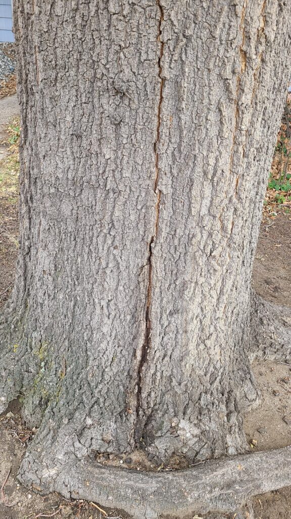 Is my tree ok? Is my tree ok?