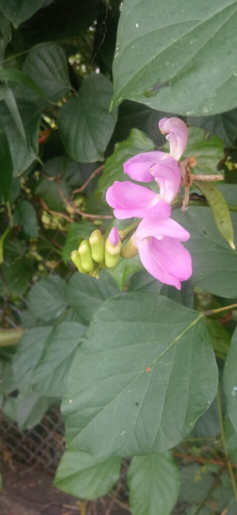 Looks like I've found a new species