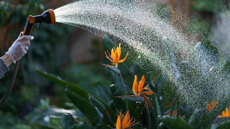Gloved hands watering plants in garden