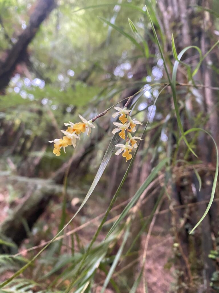 New Zealand Native Orchids