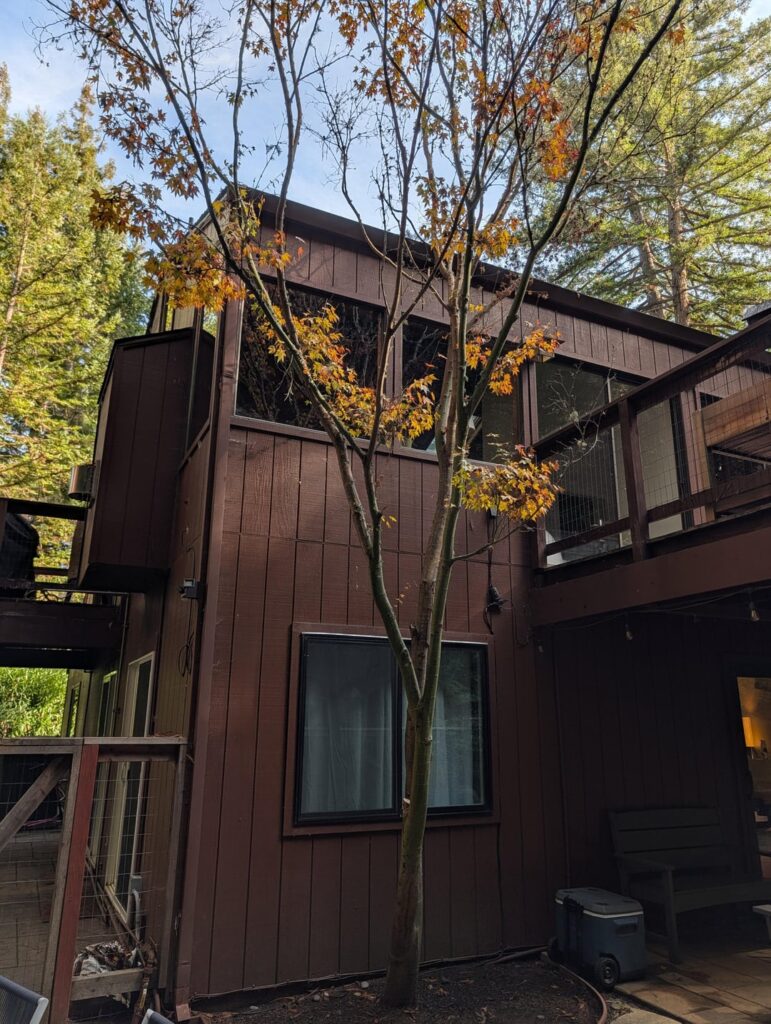 Is this Japanese maple doomed? Is this Japanese maple doomed?