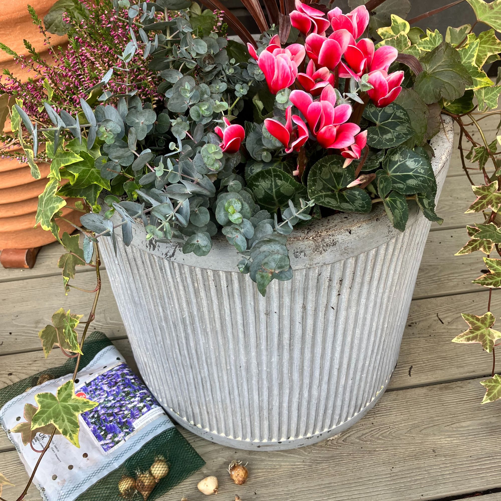 winter planter with pink cyclamen