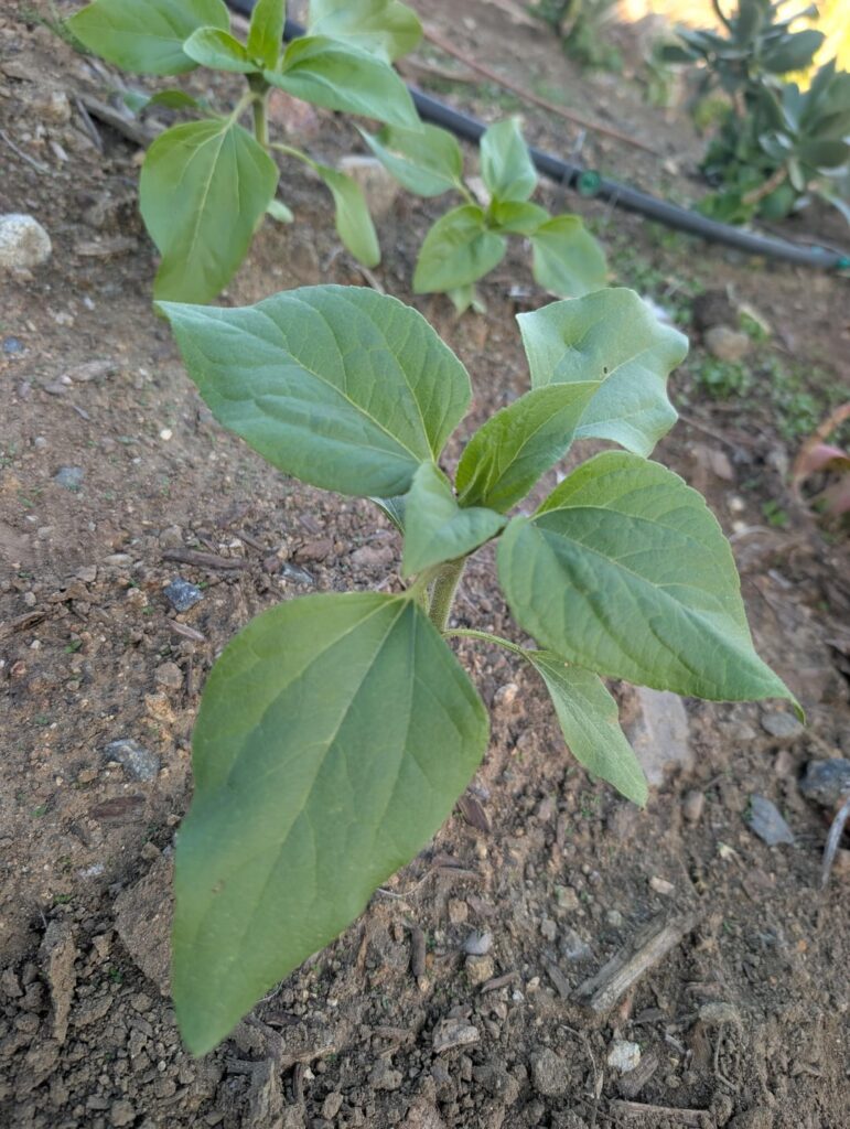 Is this worth keeping?