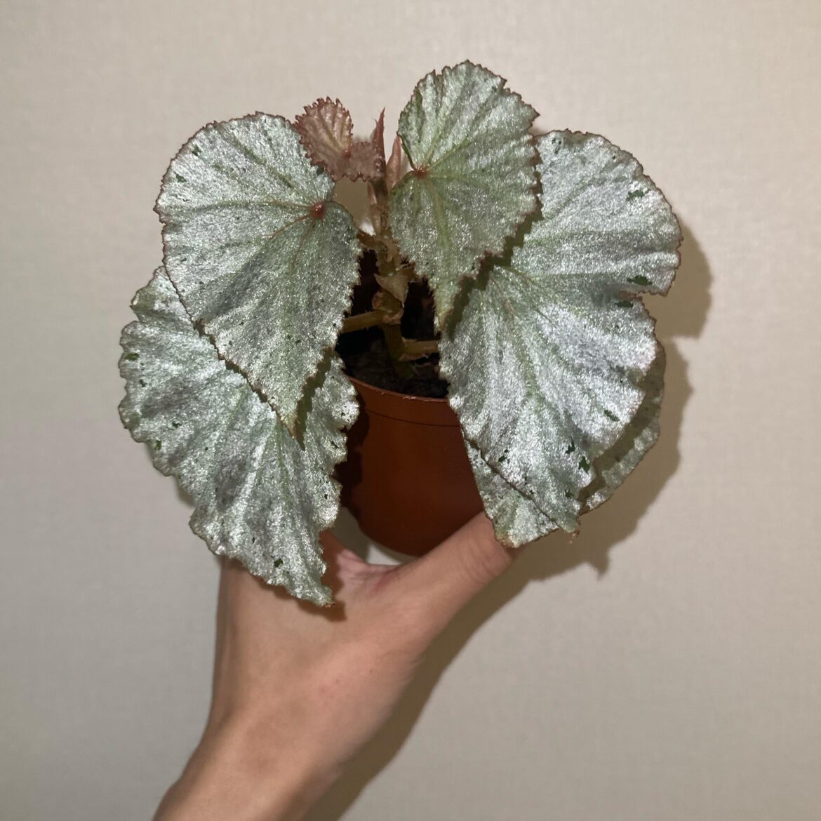 My Silver Splash Begonia