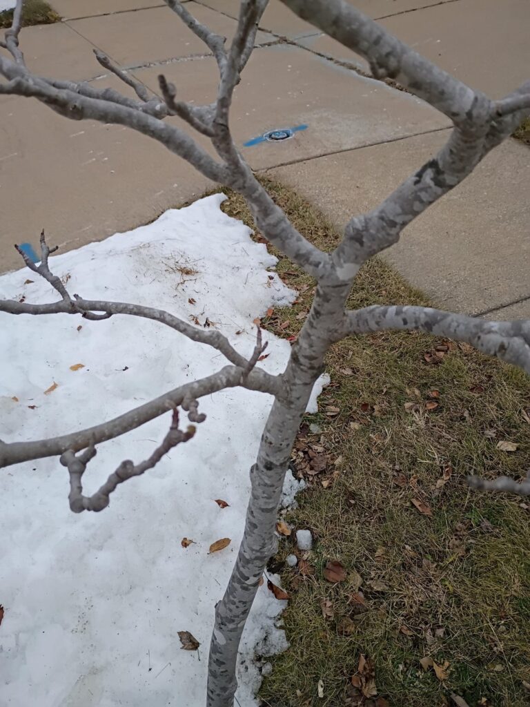 Tree id help