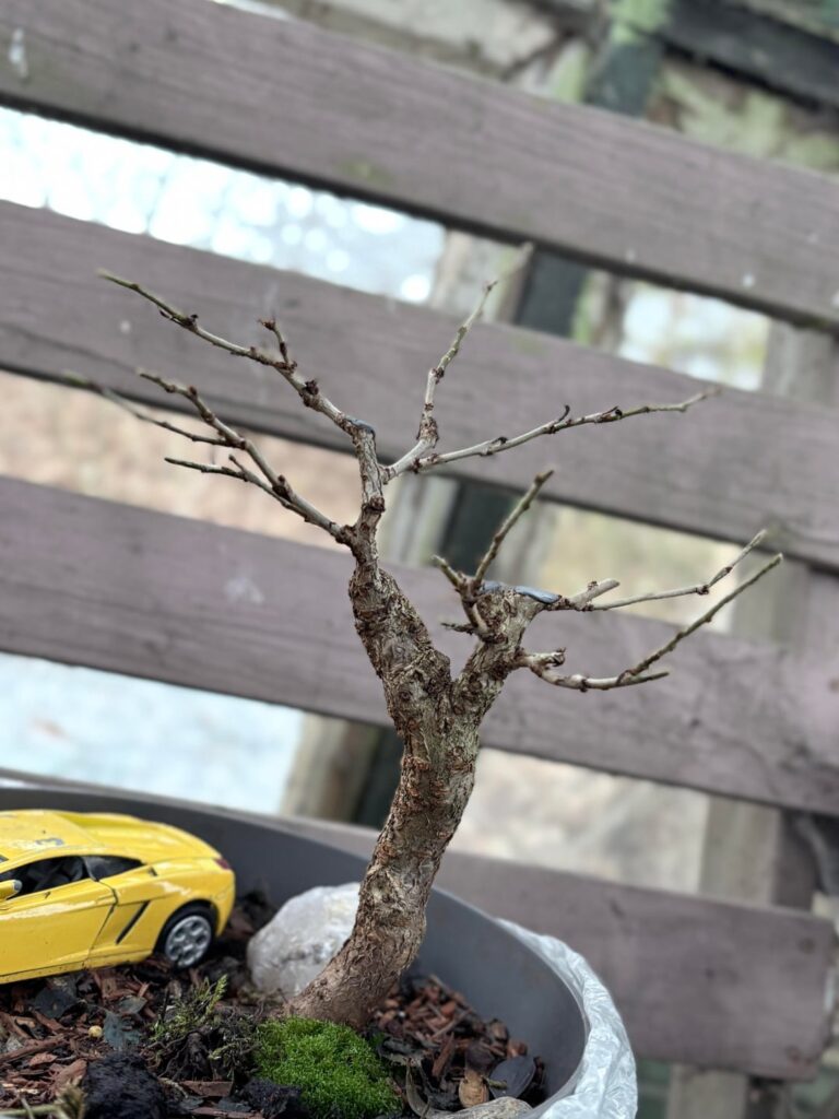 Pre bonsai winter silhuettes