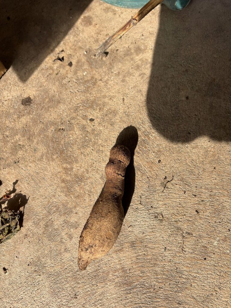 Would any of these dahlia tubers viable? Thank you