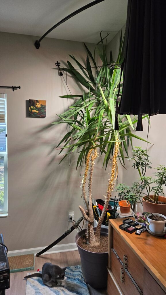 Yucca, 10 year anniversary!