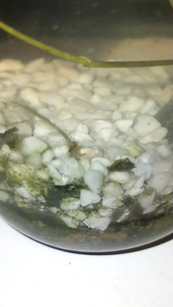Open jar "ecosphere"