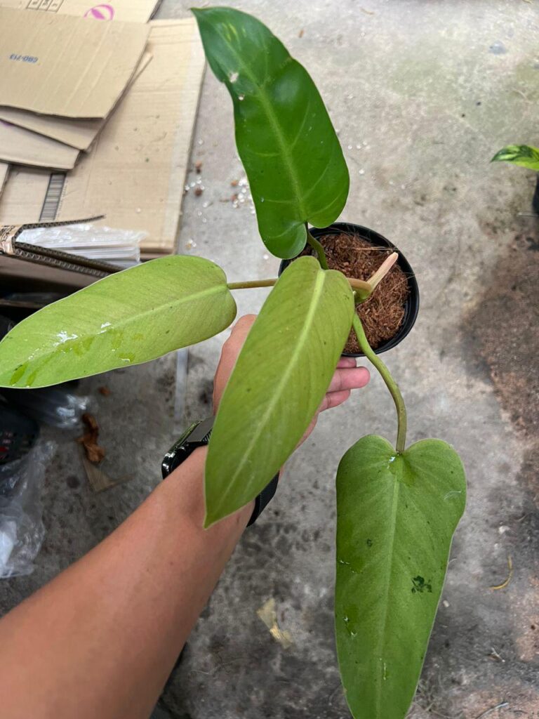 Is this philodendron whipple way
