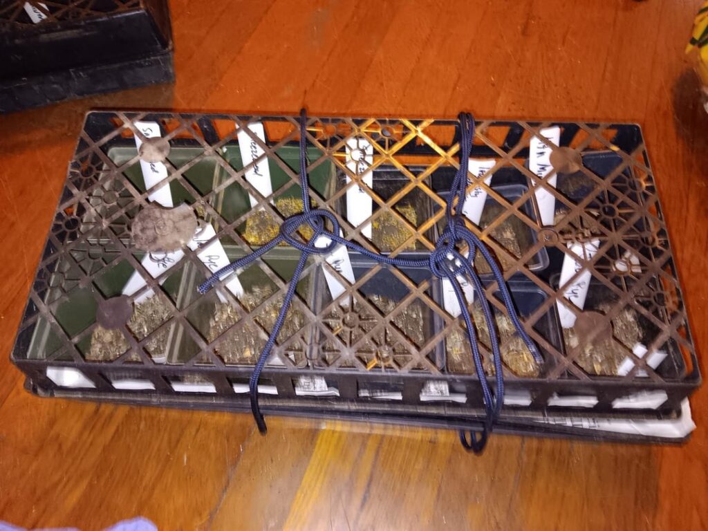 foraged seeds - winter sawing