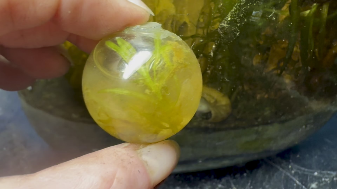 This tiny 10 ml ecosphere is 4 years old. Water is murky cuz I moved it but that little piece of guppy grass is still green and lots of protozoa buzzing around.
