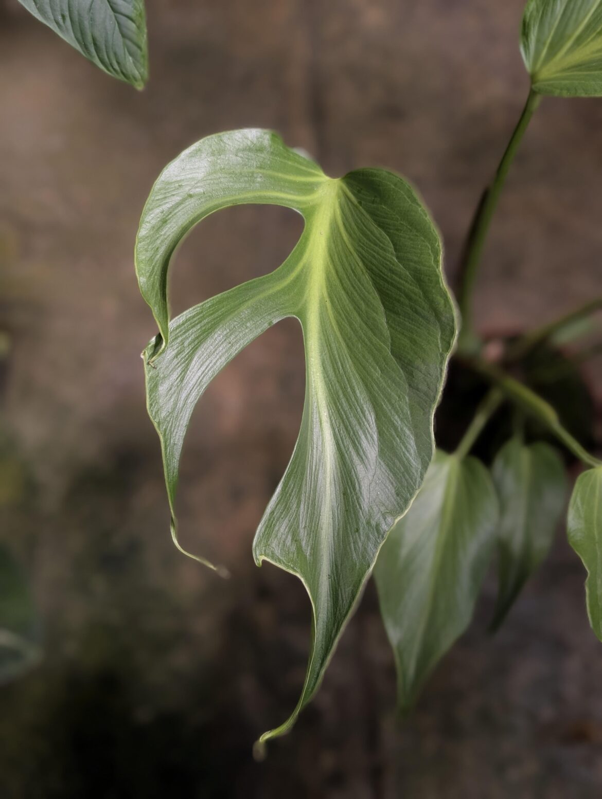 Moment of appreciation for this new Monstera 'Burle Marx Flame' leaf 😮‍💨