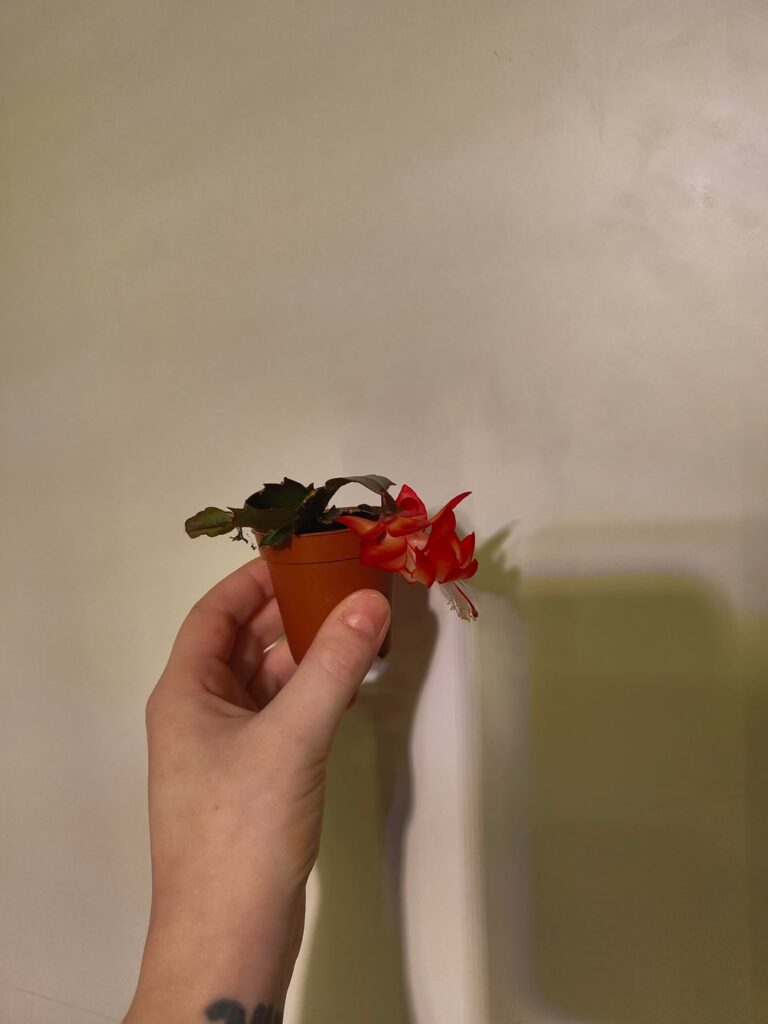 Prop I forgot is flowering