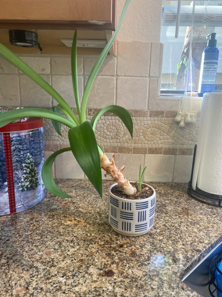 What to do with this leaning plant?