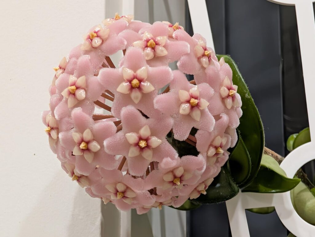 perfect pink puffball