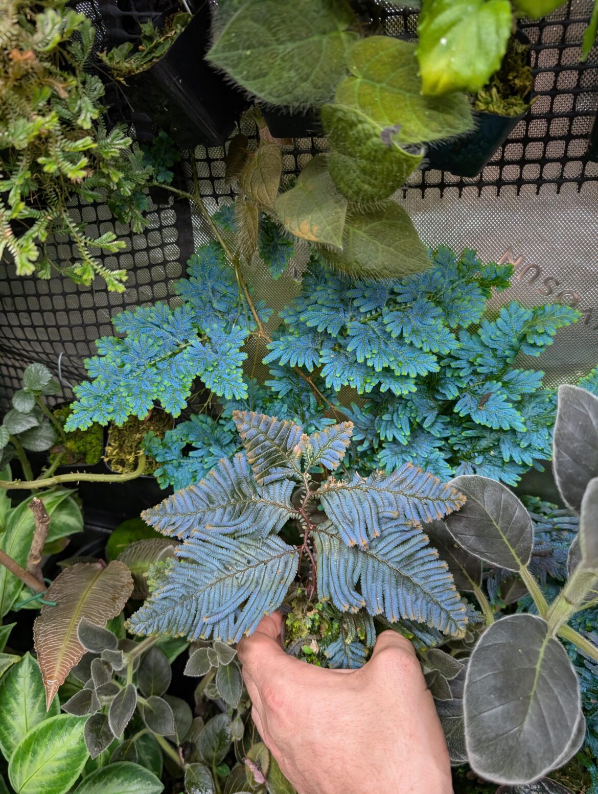 Selaginella wildenowii in the back, Selaginella sp. borneo in the front. No lighting tricks.