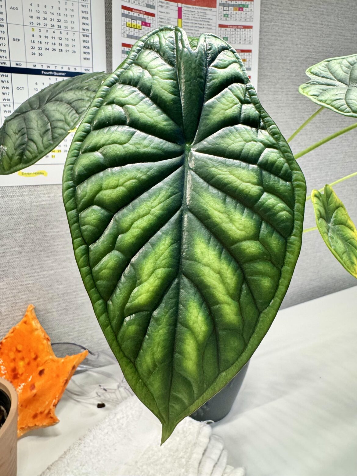 My Beautiful new leaf! 🥺🥰