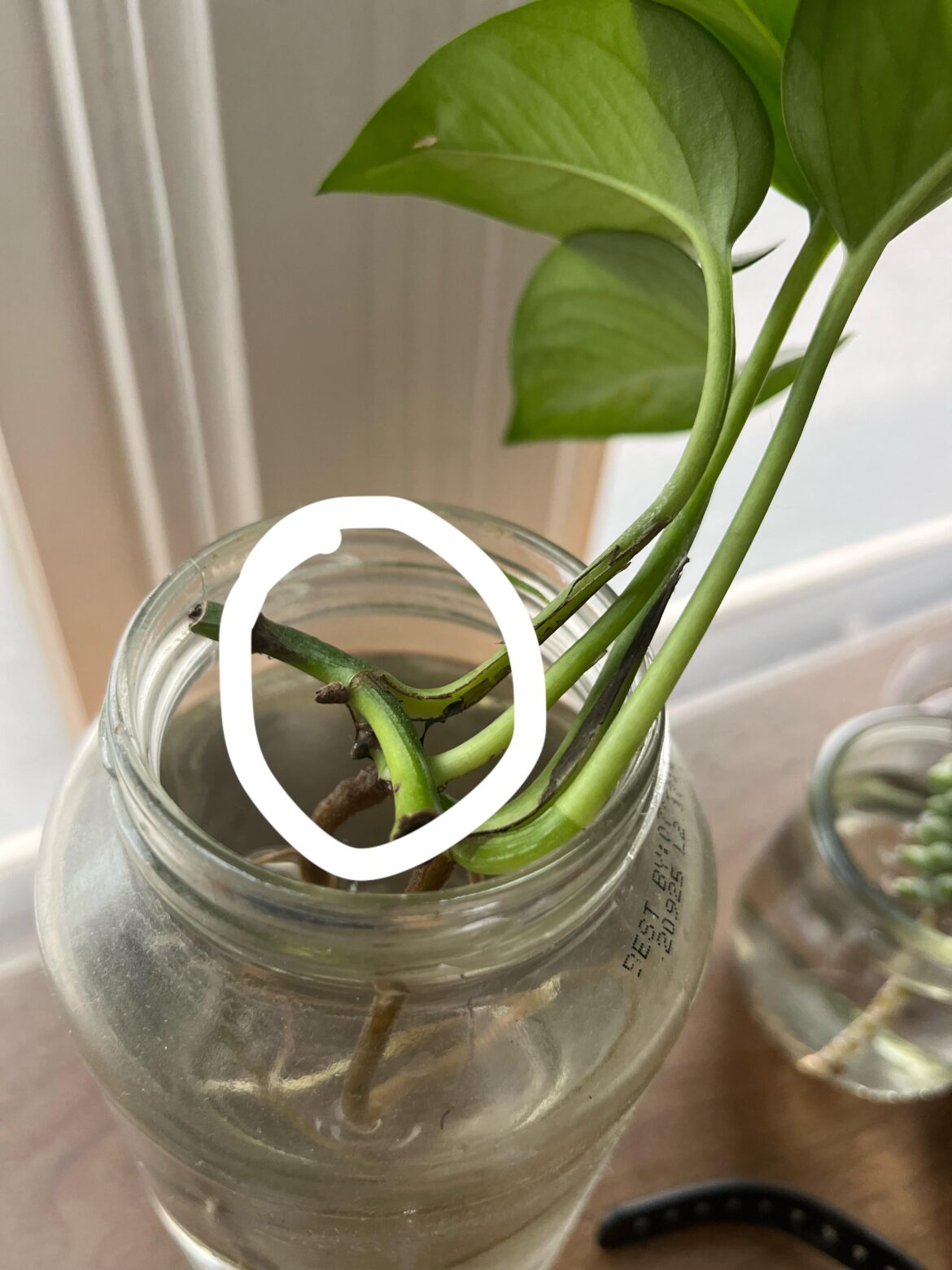 Will these become leaves?