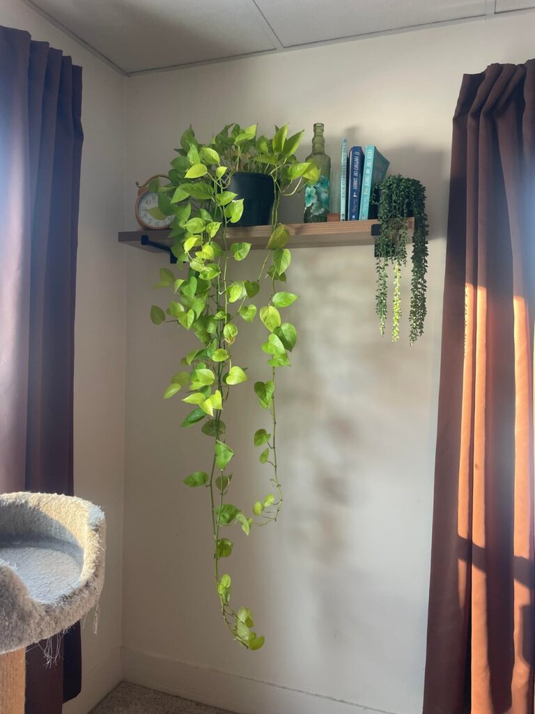 What’s wrong with my pothos