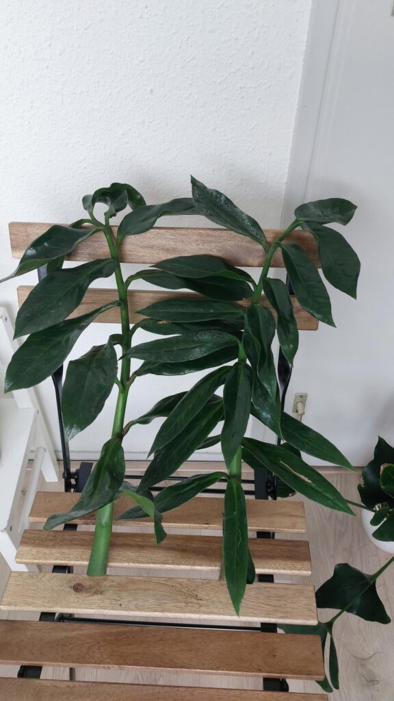 Wild form Zamioculcas Zamiifolia