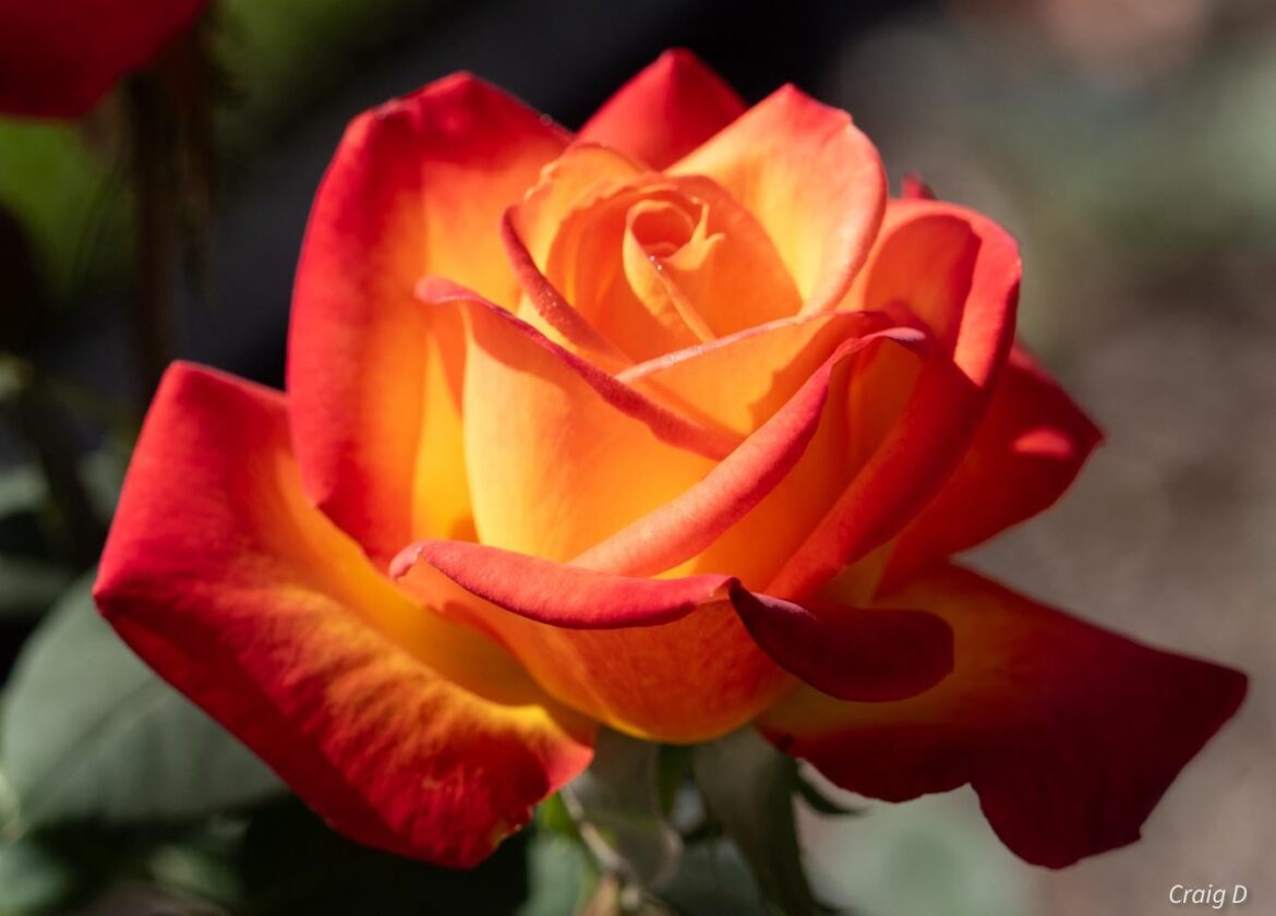 A beautiful Rose in a neighbor’s garden [oc]