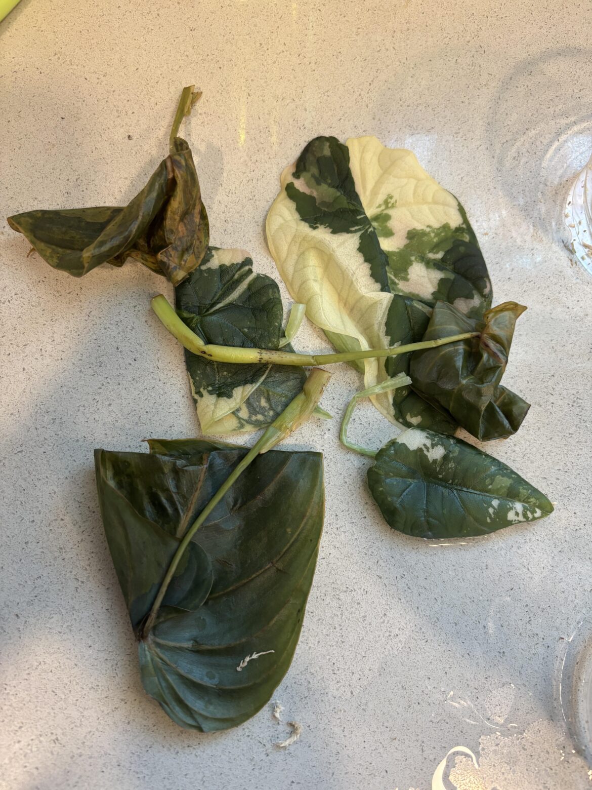 Stop Buying From Palmstreet — Buyer Protection Is a Joke