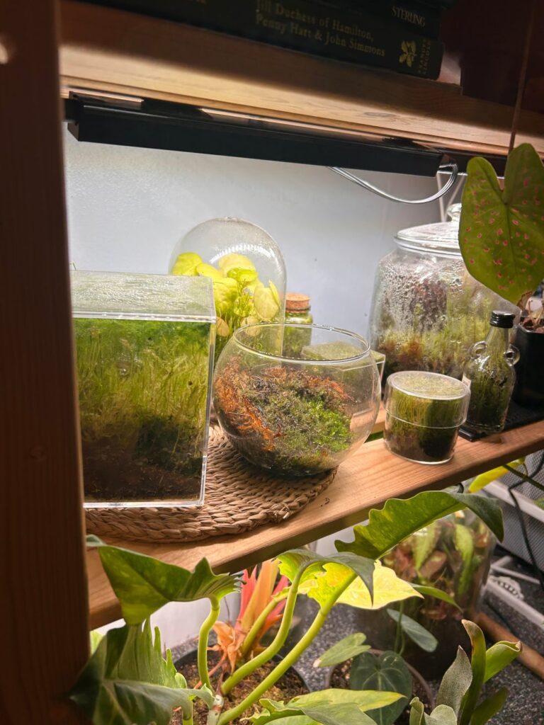 My mossy collection 😵‍💫🌱