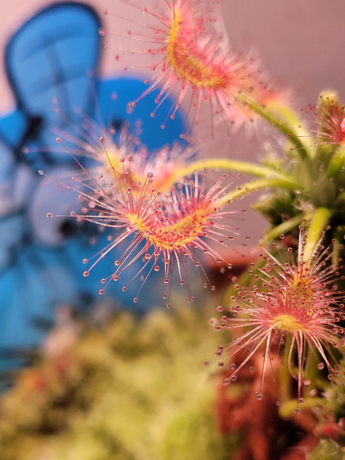 Sticky beauty ❤️