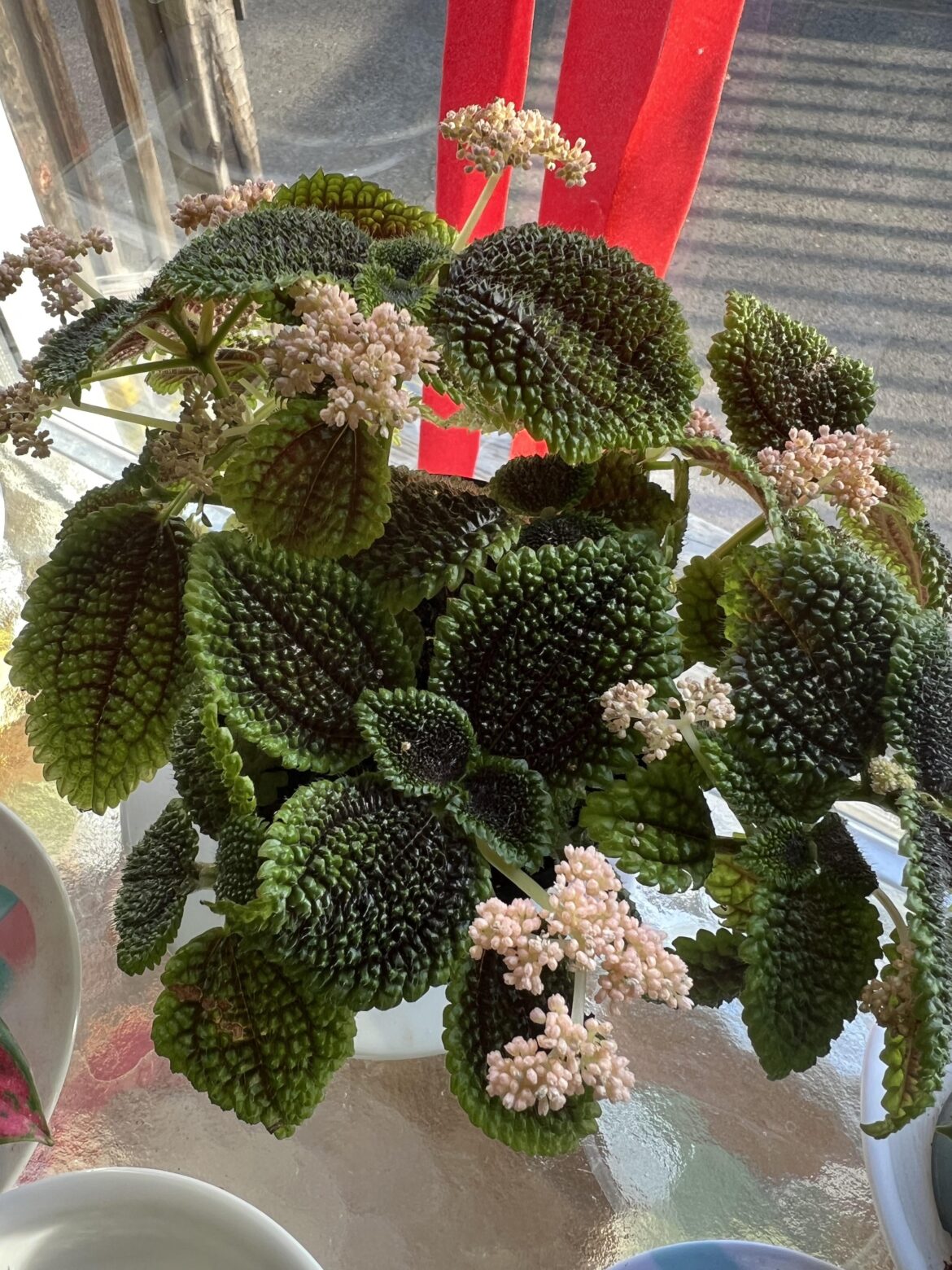 I’ve had this beautiful plant for three months and it’s been in constant bloom getting full sun and then partial light. But what is it? What family does it come from? I have no idea and I’d love to get more.