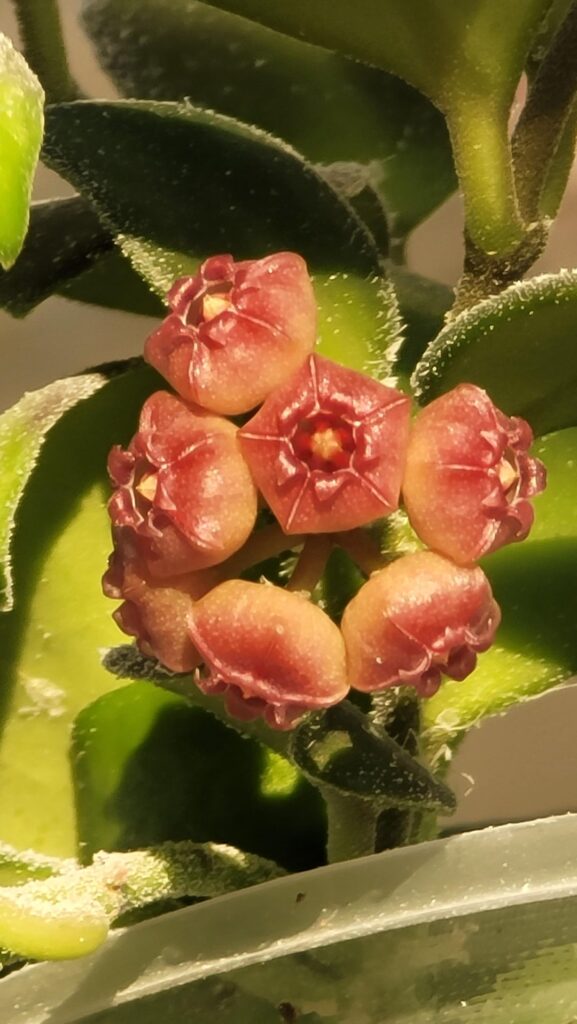 Hoya Heuschkeliana