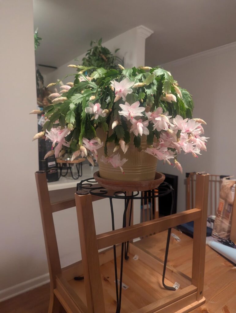 Probably my proudest plant moment.