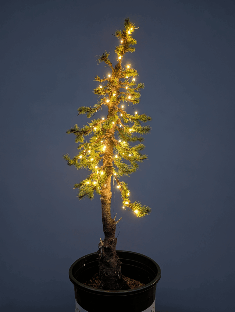 Merry Little Christmas