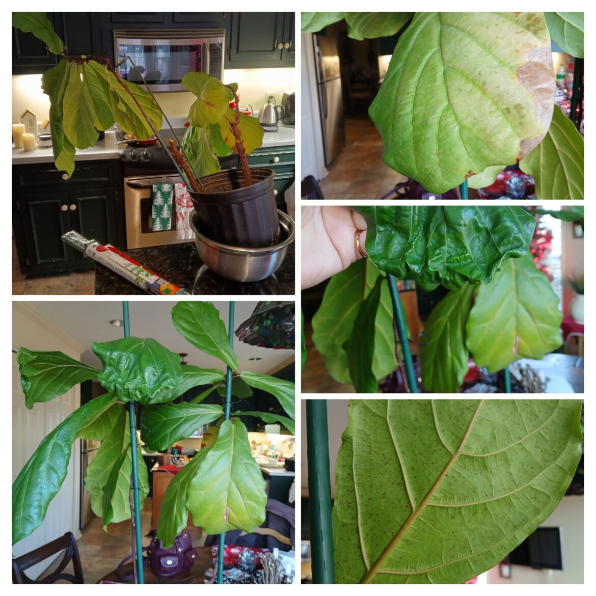 New To This New To This