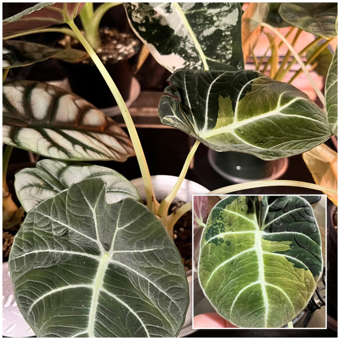 What’s up with my new Black Velvet leaf?