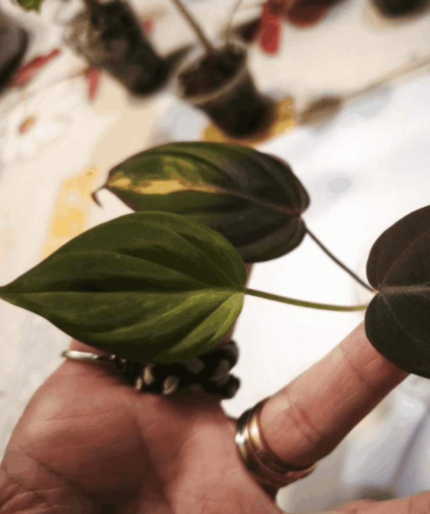 I was looking forward to buy some of those micans variegated cutting from a private seller but it looks like they all completely lost the variegation in the new leaves, does that mean they are permanently reverted or variegation can still pop out in the future?